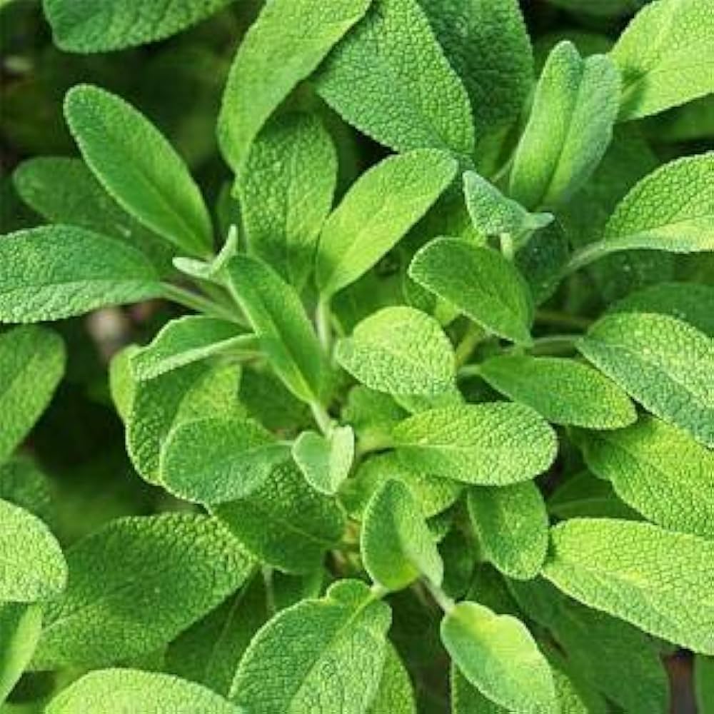 Sage Salvia officinalis Seeds for planting in herb garden