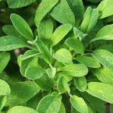 Sage Salvia officinalis Seeds for planting in herb garden