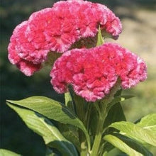 Celosia Century Rose Seeds for a lasting display in the Flower Summer Borders