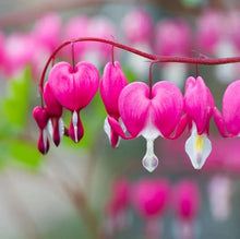 Bleeding Heart Seeds (Dicentra spectabilis) for colorful blooms in the vertical gardens and shaded backyard planting