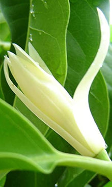 Michelia Alba Seeds for growers filling out the Flower Bed