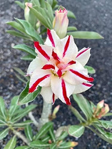 Desert Ornamental Plants for growers seeking a long-blooming display
