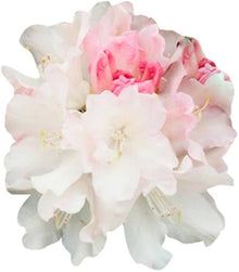 Rhododendron Rhododendron Ponticum flower Seeds for colorful blooms in the backyard gardening and landscape borders