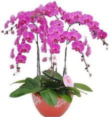 Hydroponic Phalaenopsis Orchid Plant Seeds for growers seeking a long-blooming display