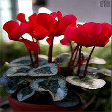Cyclamen Flower Seeds