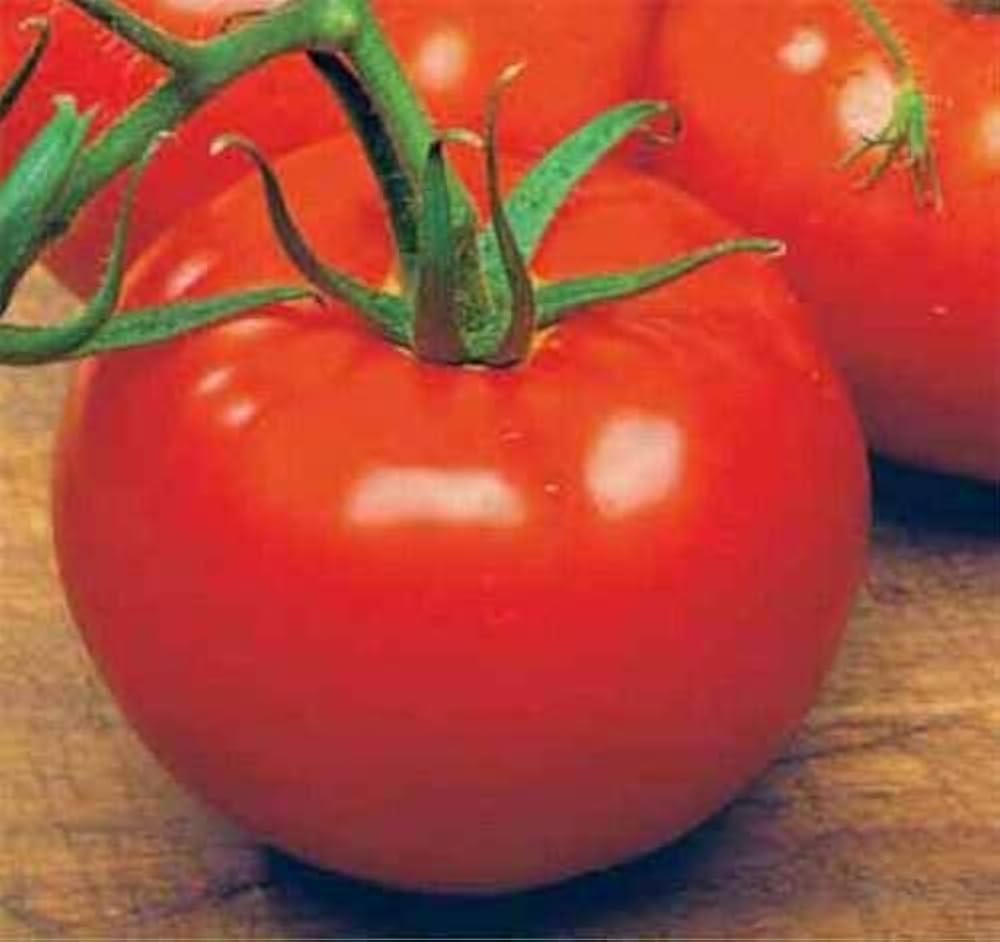 Ace VF Tomato (Solanum lycopersicum) for planting in home garden