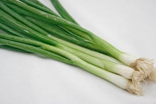 Japanese (Indestructible White Bunching Onion Seeds – Hardy Scallion-Type Onions) for planting in garden