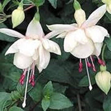 Fuchsia Seeds (Fuchsia spp.) for growers filling out the hanging baskets and flower beds