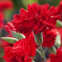 Scarlet Red Carnation Seeds valued for bouquets