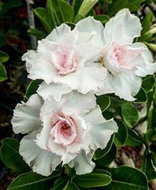 Desert Rose White Adenium obesum flower seeds for planting in indoor pots or home garden - for planting in home garden