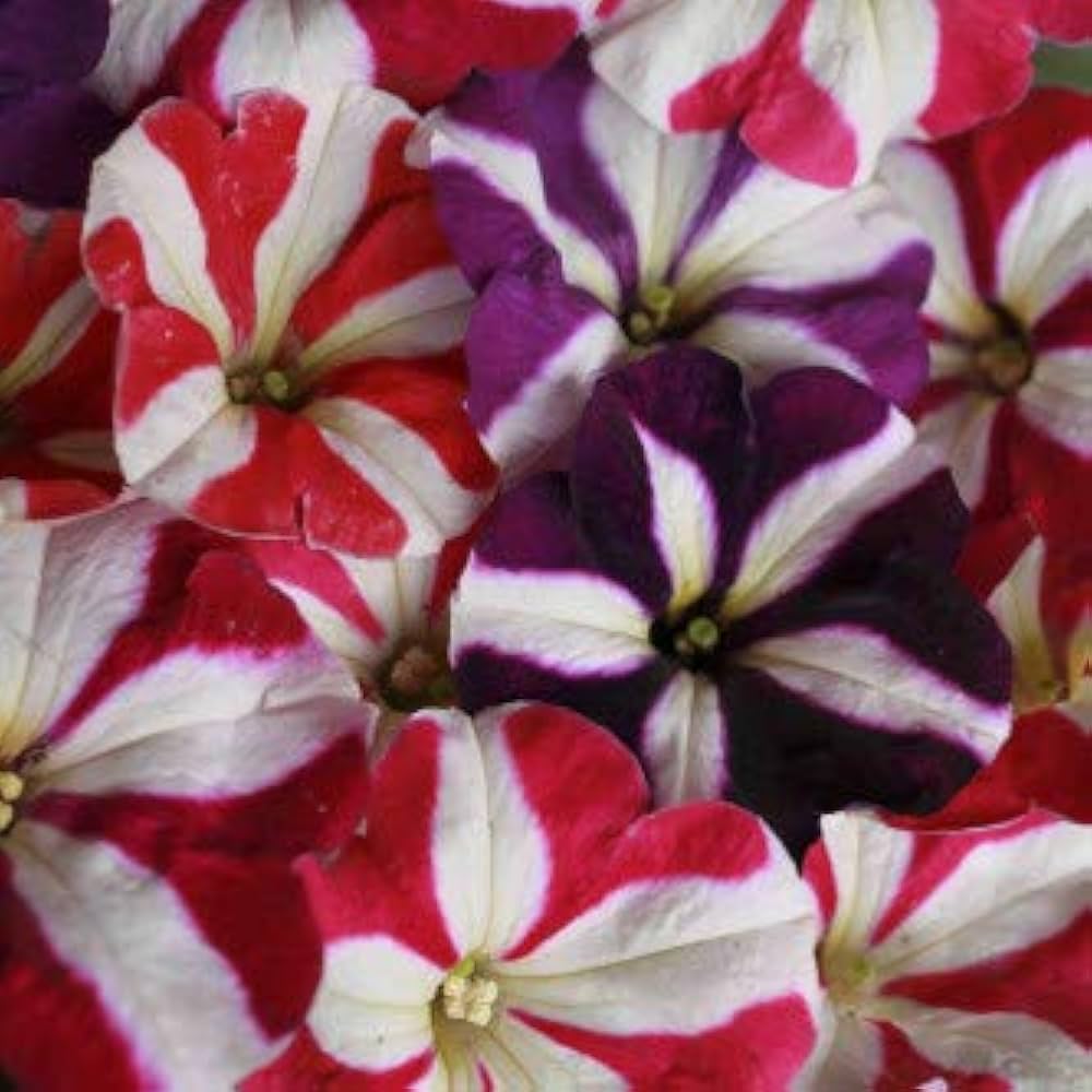 Hanging Petunia (Petunia spp.) seeds for balcony and garden planting