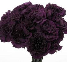 Rare Carnation Seeds (Dianthus caryophyllus) for colorful blooms in the Flower Bed & Home Garden