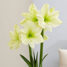 Yellow Sunrise Amaryllis Hippeastrum Seeds for growers filling out the Flower Bed & Home Garden