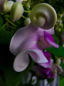 Corkscrew Seeds (Vigna caracalla) for growers filling out the ornamental gardens and flower beds