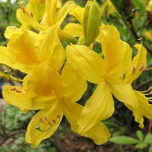 Azalea Seeds for growers seeking a long-blooming display