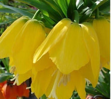 Yellow Imperial Crown Seeds known for stunning Yellow Flowers