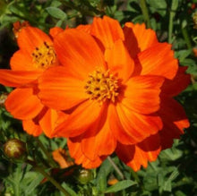 Cosmos Sulphureus Seeds for growers filling out the Flower Bed & Urban Garden