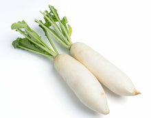 Miyashige Radish Seeds for growers stocking a kitchen garden