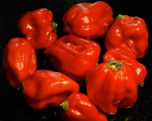 Aji Dulce Pepper Seeds for a productive addition to the vegetable patch