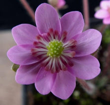 Heirloom England Aster Wildflower Pink Seeds