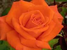 Snow Rose Seeds for a colorful addition to any planting
