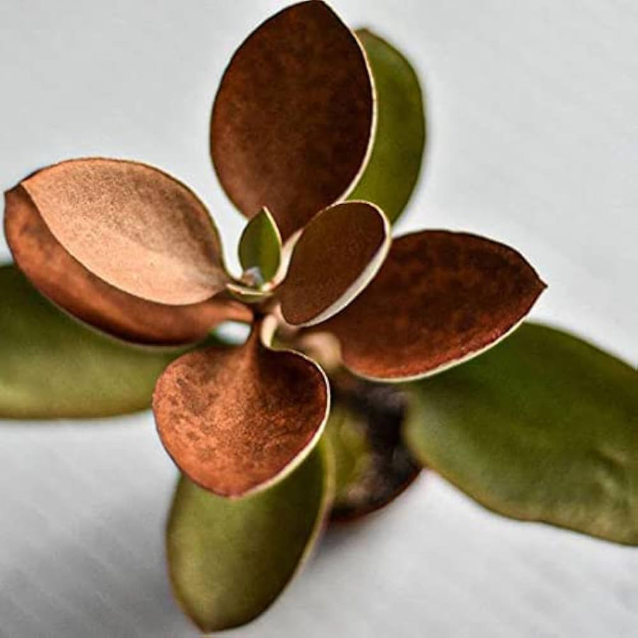 Copper Spoon Kalanchoe Orgyalis succulent seeds for bonsai