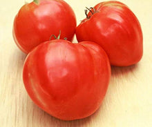 Oxheart Tomato Seeds (Solanum lycopersicum) for productive rows in the vegetable patches and home gardens