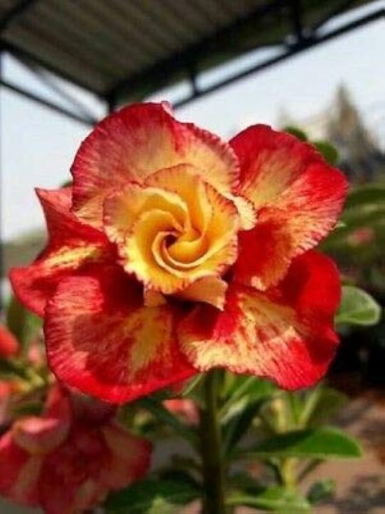 Red-Edged Rose Rosa Hybrida flower seeds for planting in indoor pots and backyard flower beds - for planting in home garden