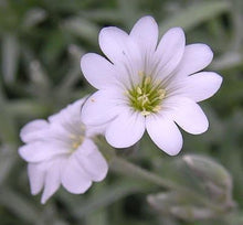 Chickweed Plant Seeds (Stellaria media) for seasonal color across the Herb Garden & Urban Garden