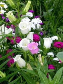 Canterbury Bells Seeds (Campanula medium) for seasonal color across the home garden flower bed