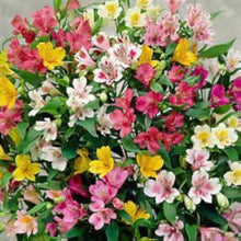 Alstroemeria Seeds for growers seeking a long-blooming display