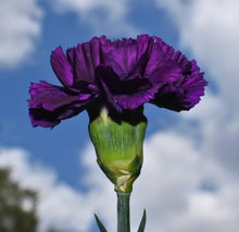 Black Carnation Seeds (Dianthus caryophyllus) for growers filling out the flower border cut flowers