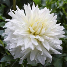 Andere: neue Ankunft Lila Rand Weie Dahlie Samen Wirklich Seeds for reliable seasonal color