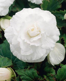 Plant Seeds (Nonstop tuberous) for seasonal color across the indoor pots