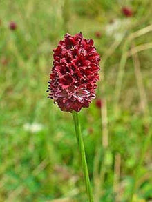 Great Burnet Seeds for a productive addition to the vegetable patch
