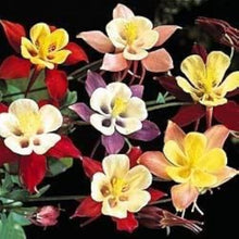 Heirloom Columbine Giant Star Aquilegia Seeds