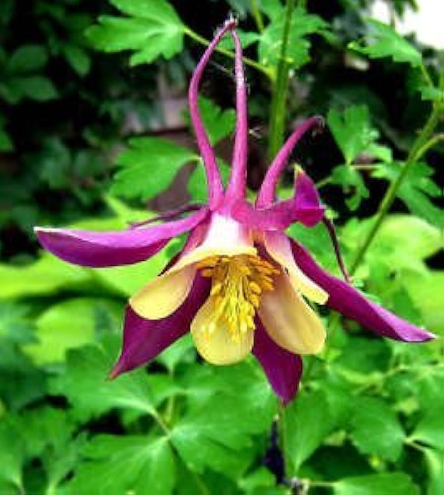 Louisiana columbine Aquilegia louisiana flower seeds for planting in home gardens - for planting in home garden