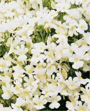 Nemesia Nemesia Strumosa White Knight Seeds for a bright addition to the Containers, Edging, and Hanging Baskets