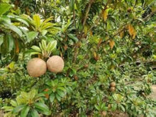 Nageia Nageia Seeds for planting in flower bed