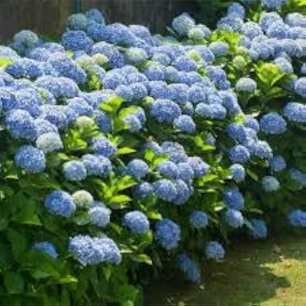 Blue Hydrangea Hydrangea macrophylla bonsai flower seeds for planting in indoor pots - for planting in home garden