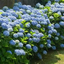 Blue Hydrangea Hydrangea macrophylla bonsai flower seeds for planting in indoor pots - for planting in home garden