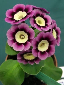 Mini Primrose Seeds for a lasting display in the Home Garden & Flower Bed