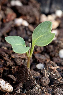 Graffiti Kohl (Purple Cabbage) Hybrid Seeds for a productive addition to the vegetable patch