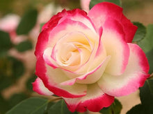 Rose Rosa Species Seeds for a bright addition to the Flower Bed & Home Garden