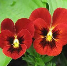 Pansy Flower ��������� Viola ������ wittrockiana ��������� for planting in red yellow garden