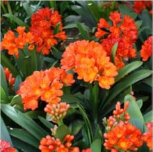 Orange Clivia Seeds (Clivia miniata) for growers filling out the Tropical Garden