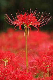Japanese Radiata Lycoris Seeds for growers seeking a long-blooming display