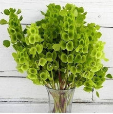 Bells of Ireland Moluccella Laevis Seeds for reliable seasonal color