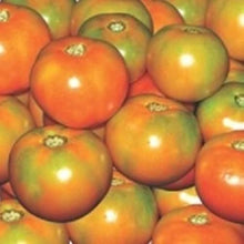 Goldene Königin Tomato Seeds for a reliable harvest in the Low Acid Heirloom Garden Planting