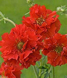 Geum Red Seeds for a lasting display in the Perennial Garden Borders